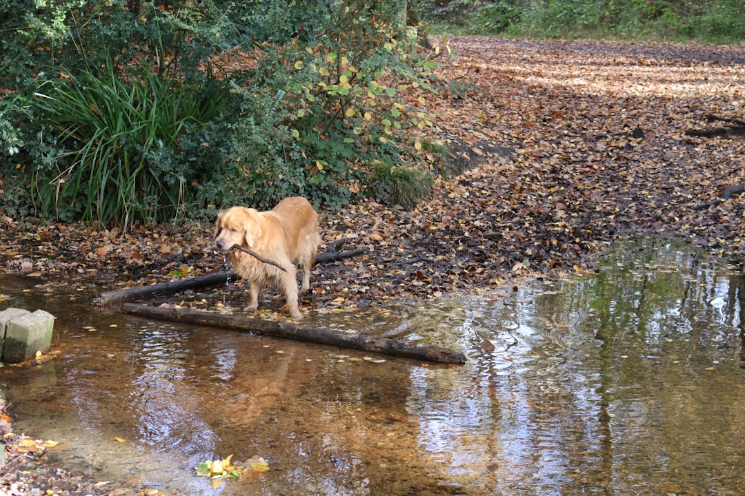 découvrez des activités en plein air amusantes et stimulantes pour votre chien, parfaites pour renforcer votre complicité tout en profitant de la nature.