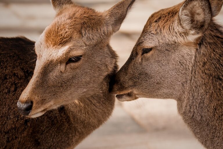Symbolisme des animaux dans les romances